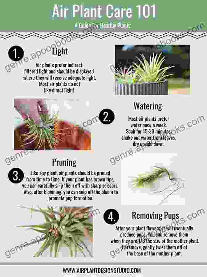 Tillandsia Juncea HOW TO MAKE AIR PLANT FOR BEGINNERS: Guide On How To Know The Best Air Plants How To Care For Them And Their Origin