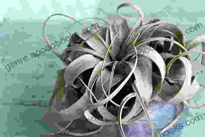 Tillandsia Xericographica HOW TO MAKE AIR PLANT FOR BEGINNERS: Guide On How To Know The Best Air Plants How To Care For Them And Their Origin