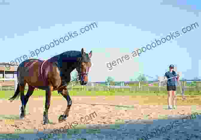 Trainer Being Patient With Horse Best 20 Horse Training Tips