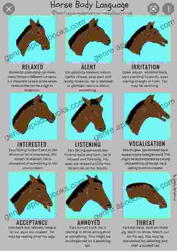 Trainer Observing Horse's Body Language Best 20 Horse Training Tips