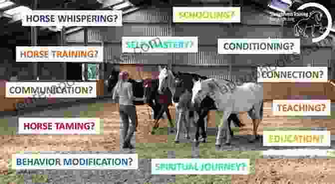 Trainer Observing Horse's Learning Behavior Best 20 Horse Training Tips