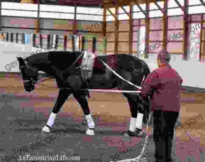 Trainer Using Long Line With Horse Best 20 Horse Training Tips